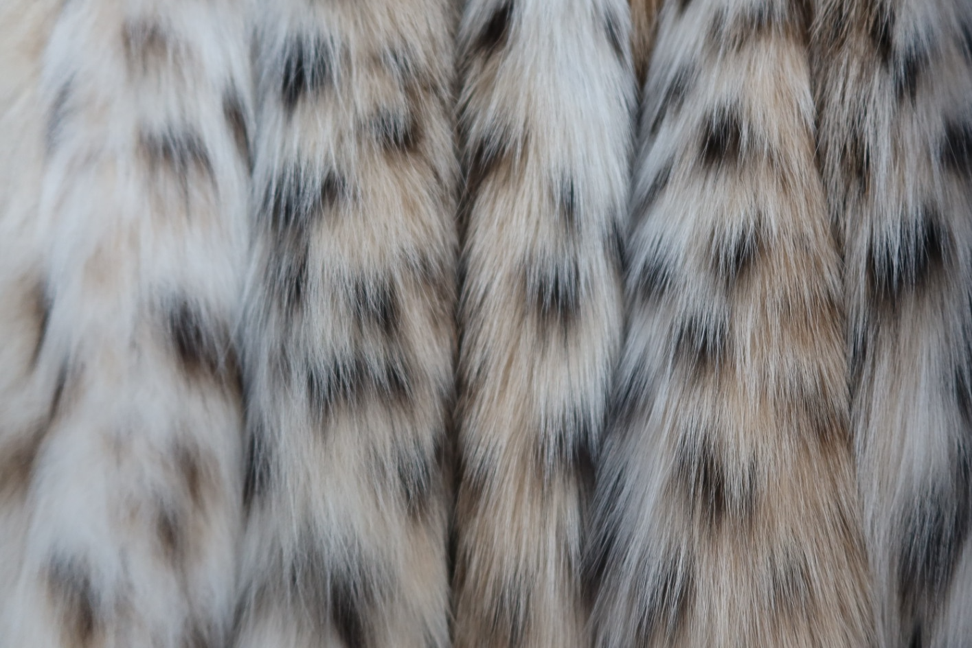 Wild Furs